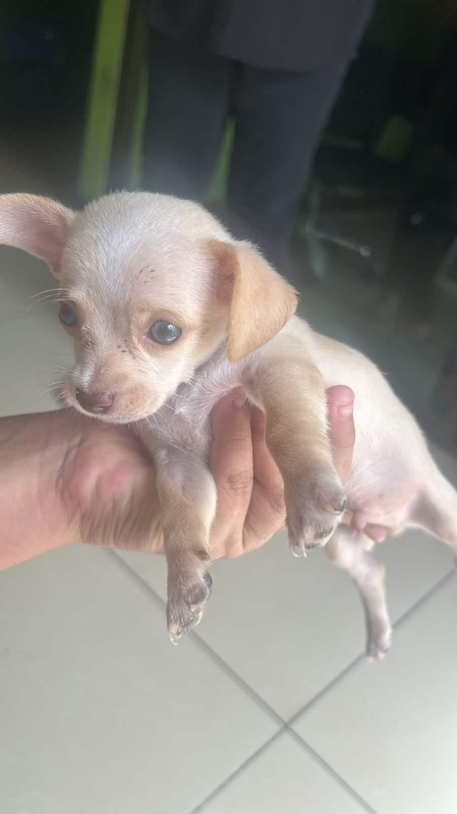 Chihuahuas en venta managua - foto 2