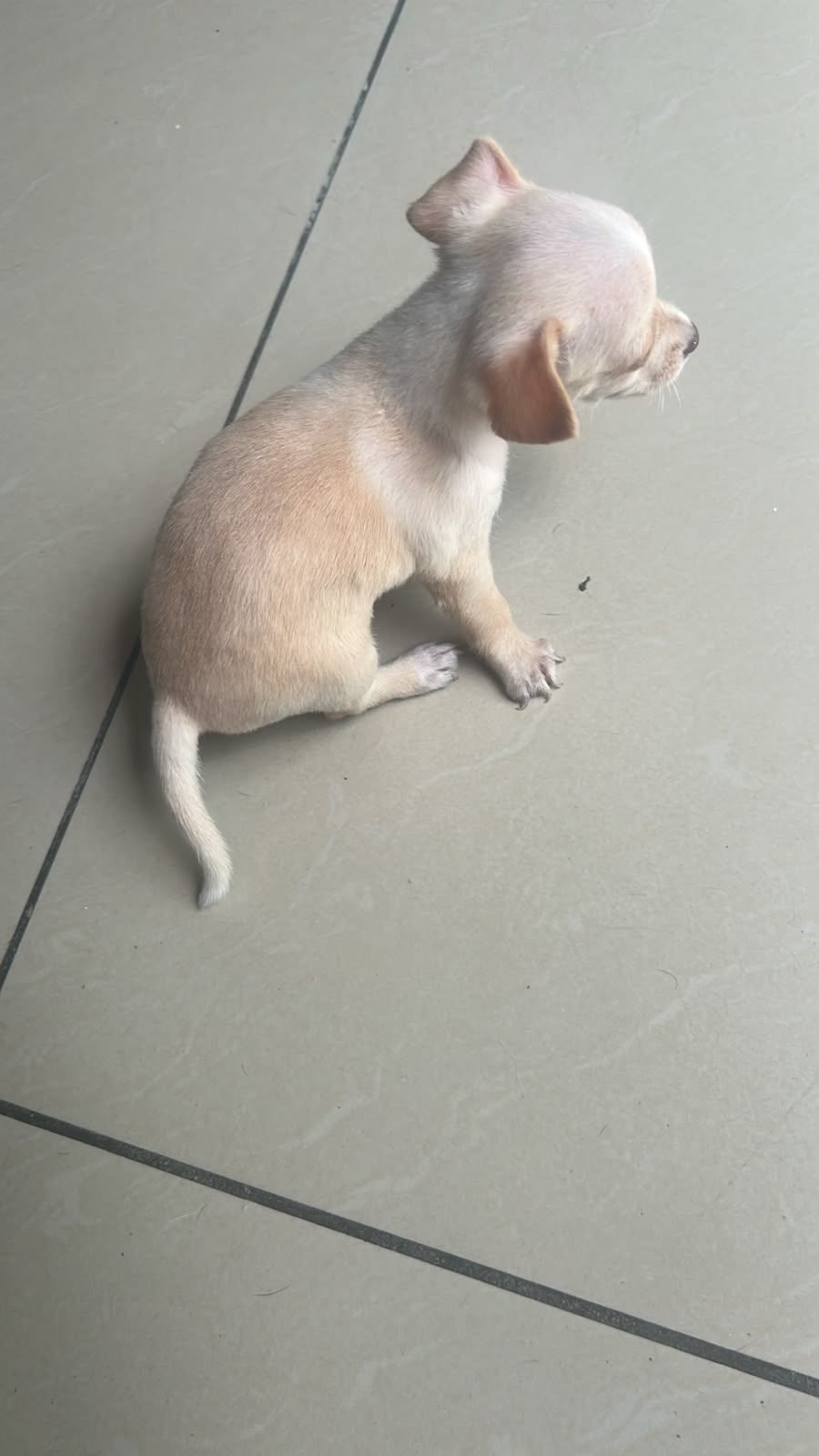 Chihuahuas en venta managua - foto 3