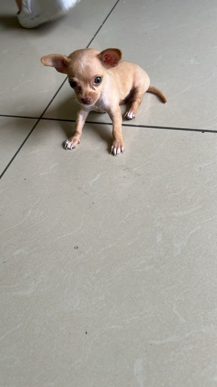 Chihuahuas en venta managua - foto 4