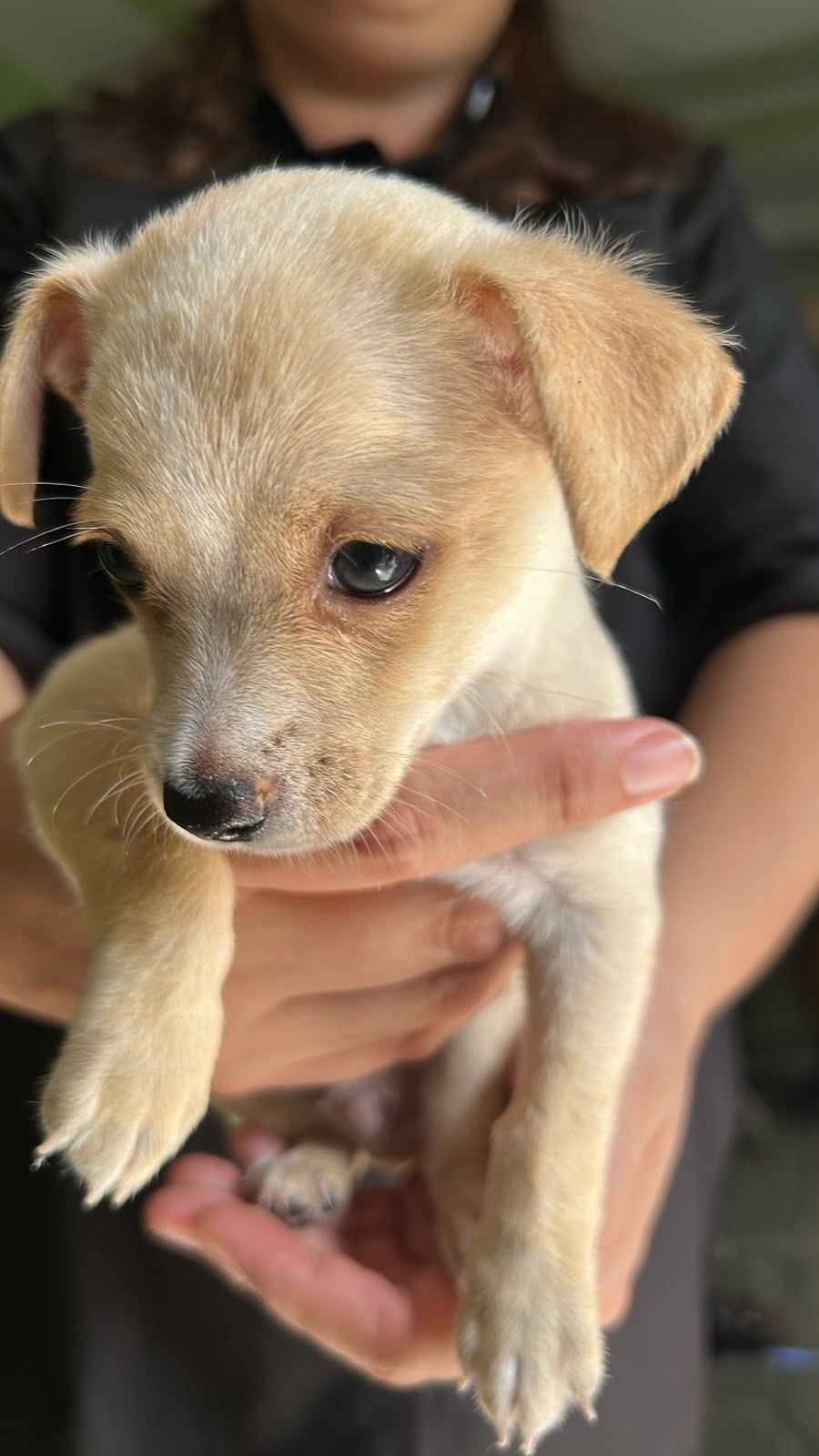 Chihuahuas en venta managua - foto 5