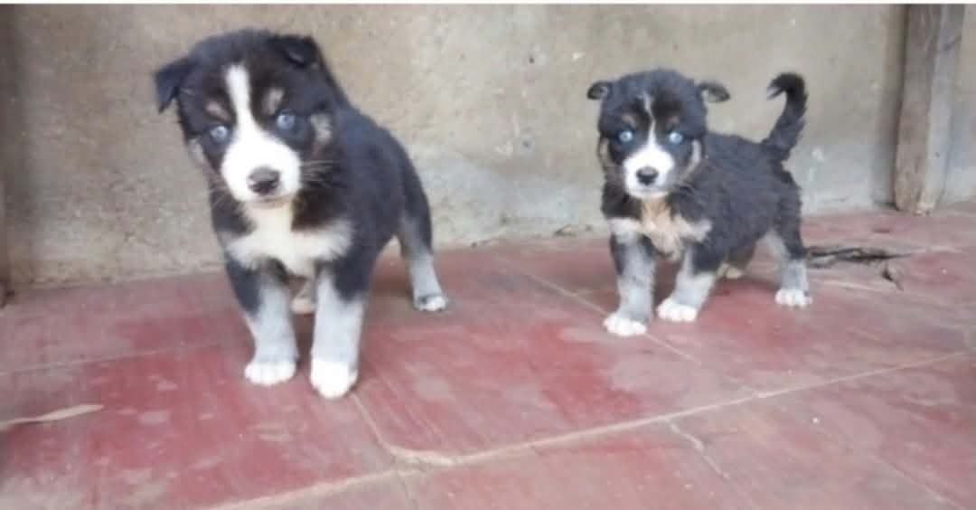 2 cachorros machos siberianos