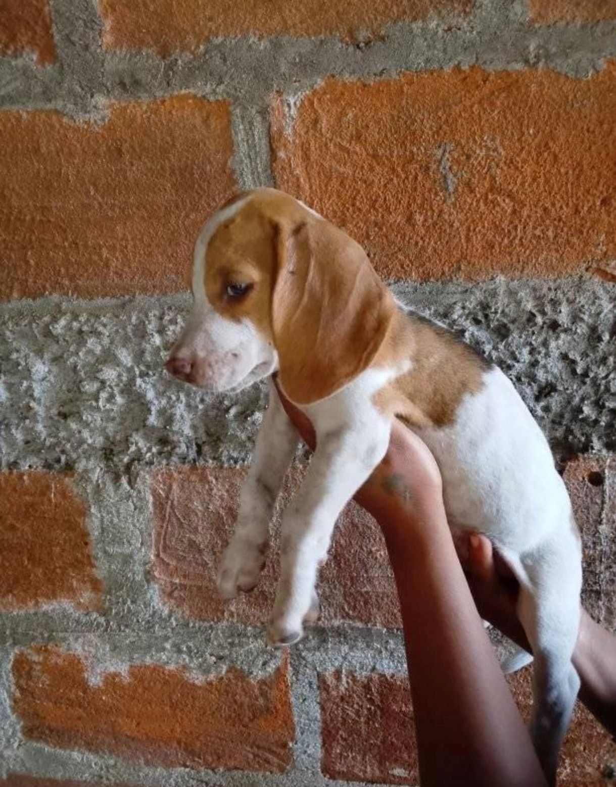 Cachorros Beagle - foto 2