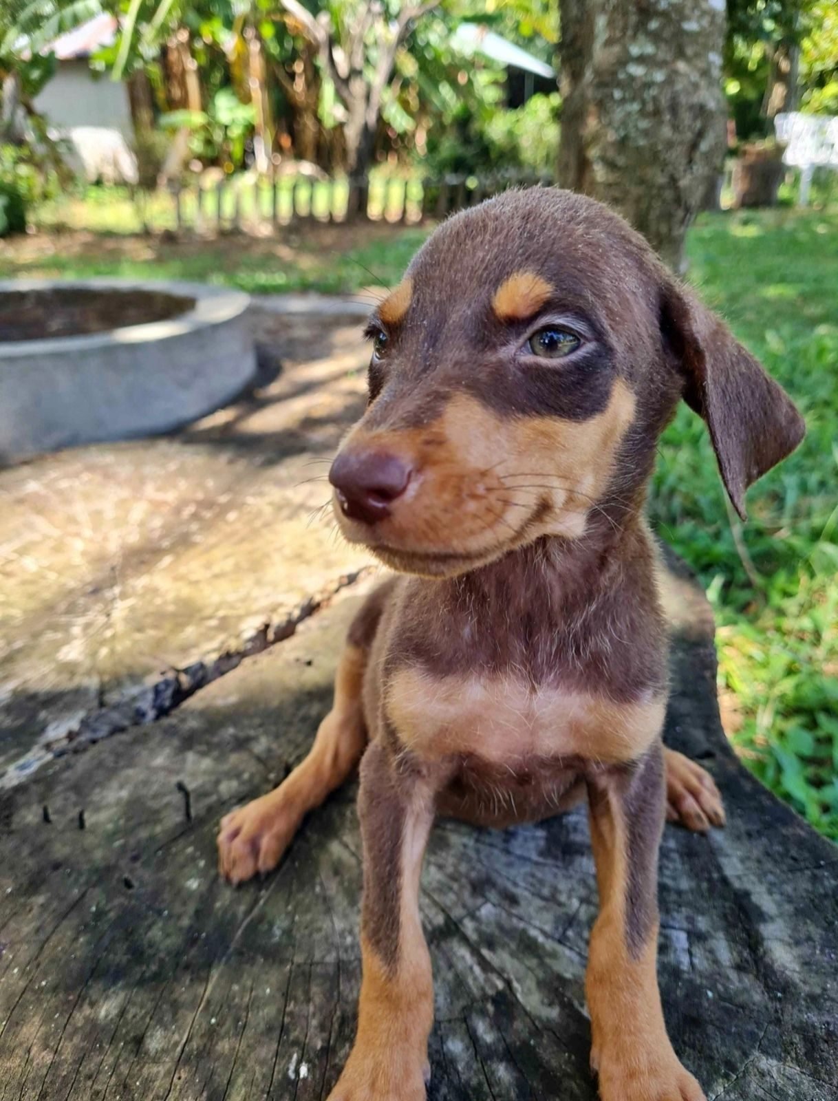 Cachorros Doberman - foto 2