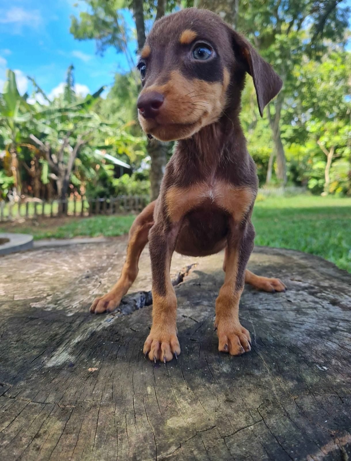 Cachorros Doberman - foto 3