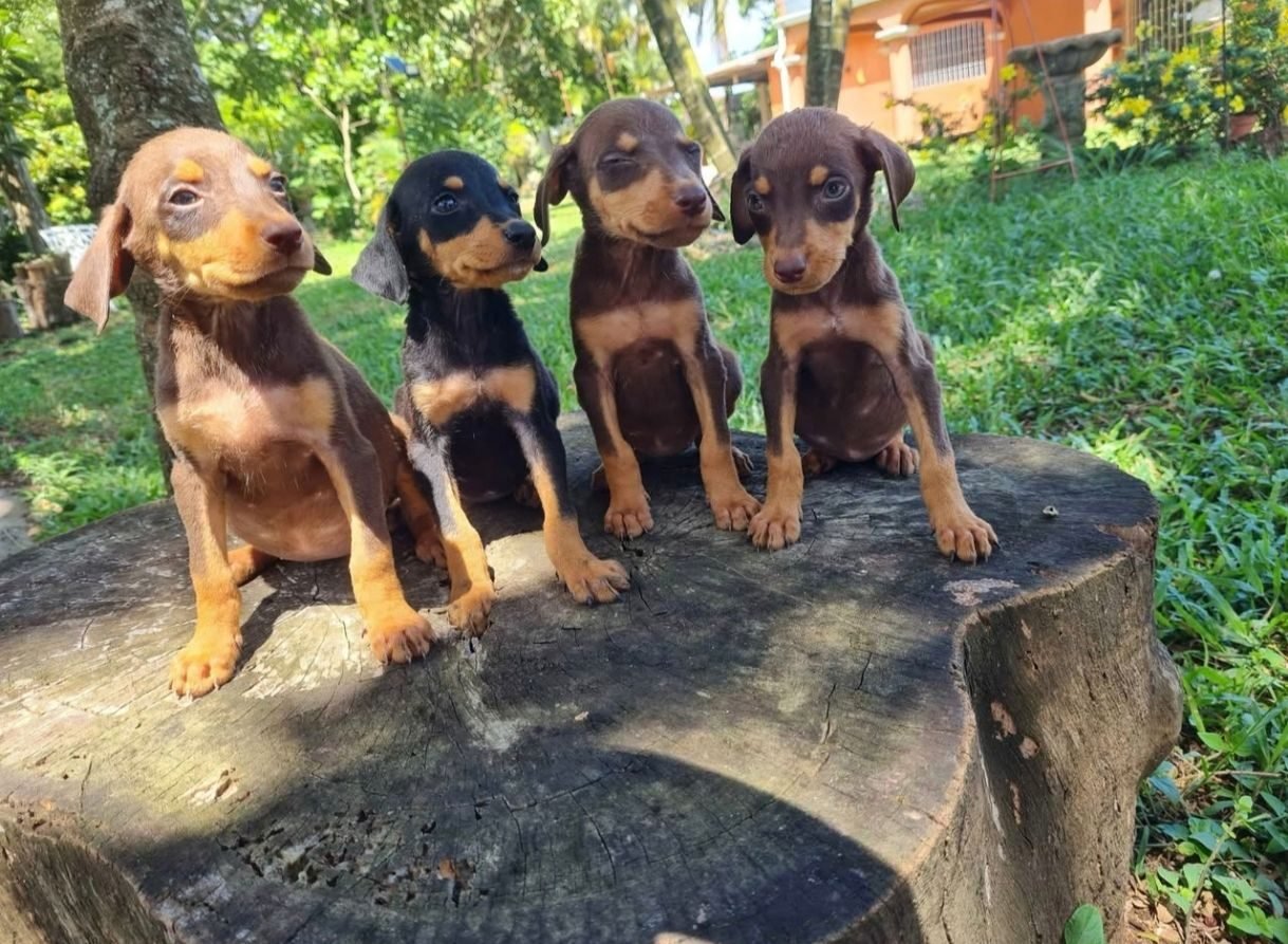 Cachorros Doberman - foto 4