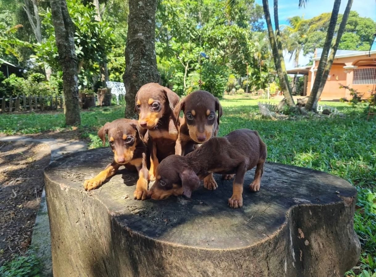 Cachorros Doberman - foto 5