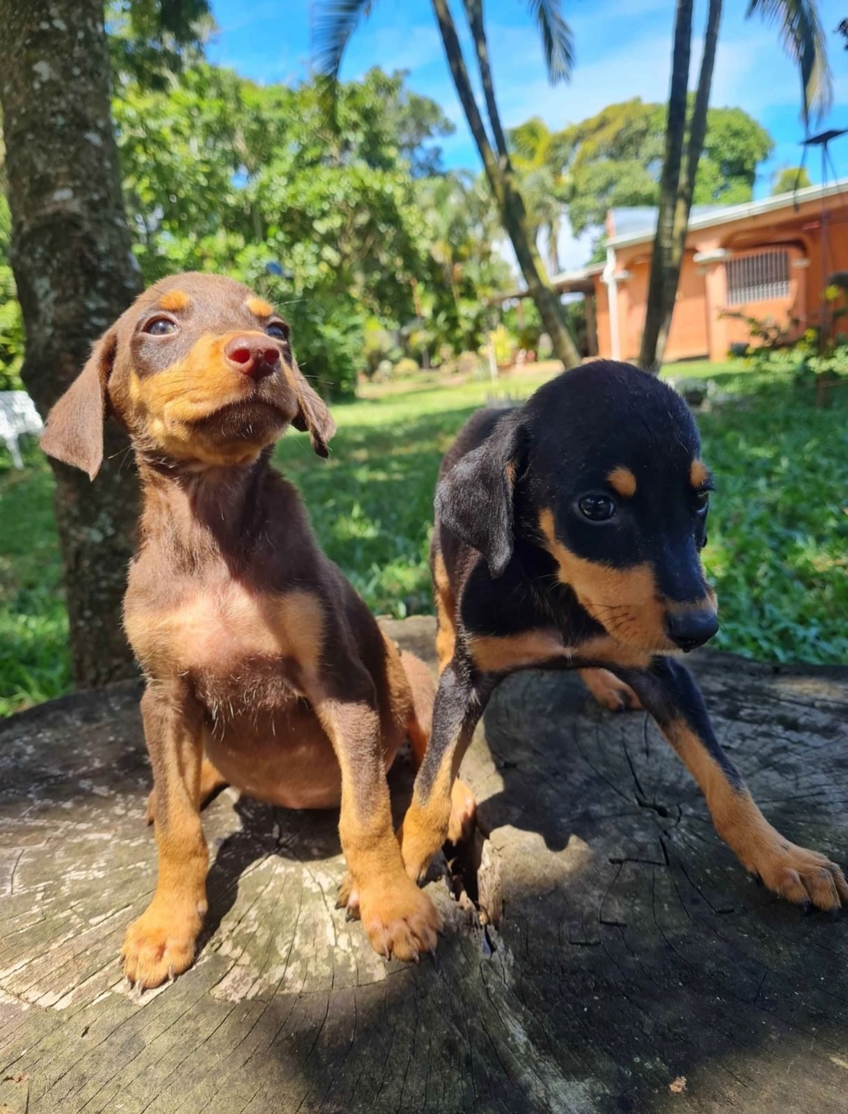 Cachorros Doberman - foto 6
