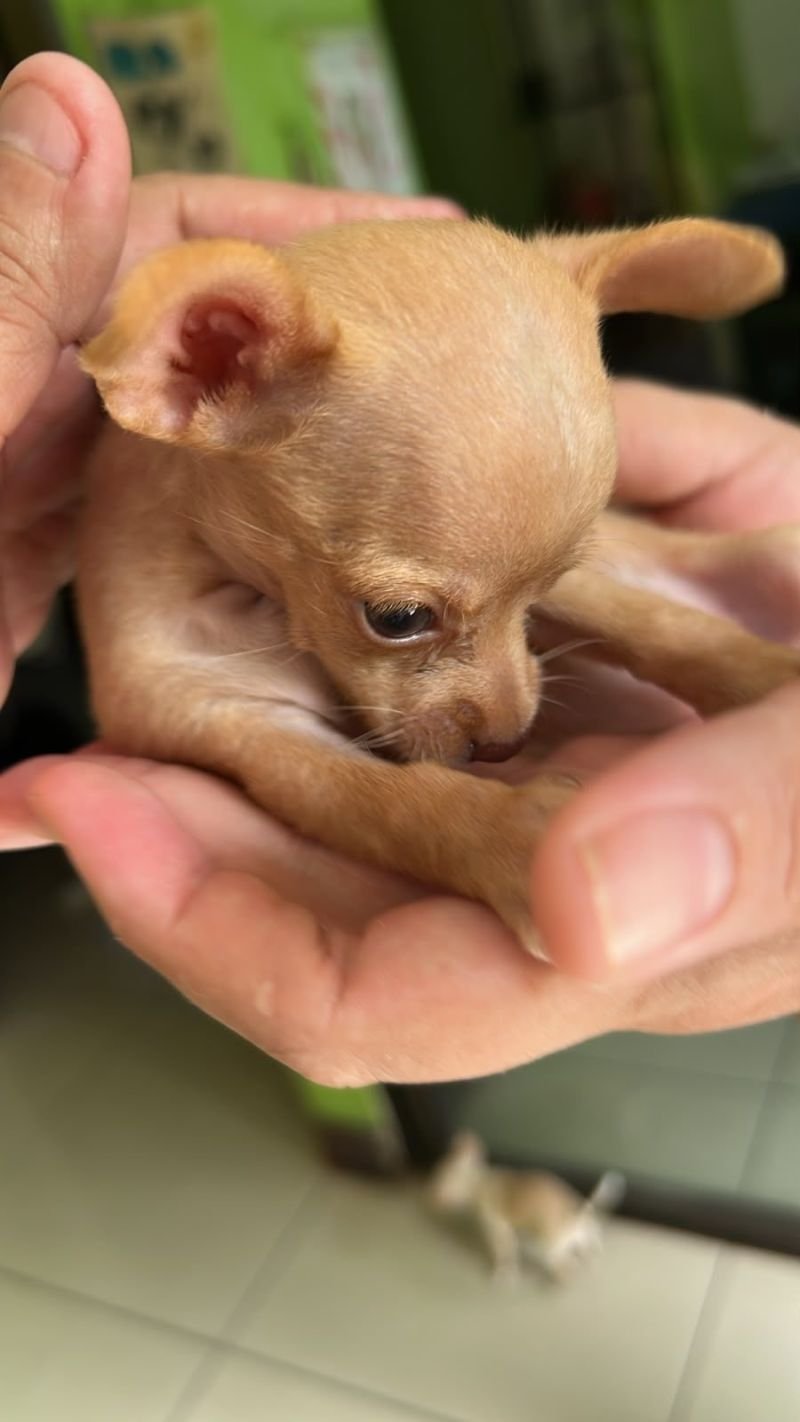 Chihuahuas en venta managua