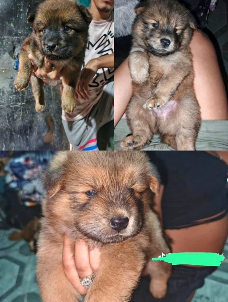 Se venden lindos perritos chauchau de raza pura con su vacuna del mes y su tarjeta