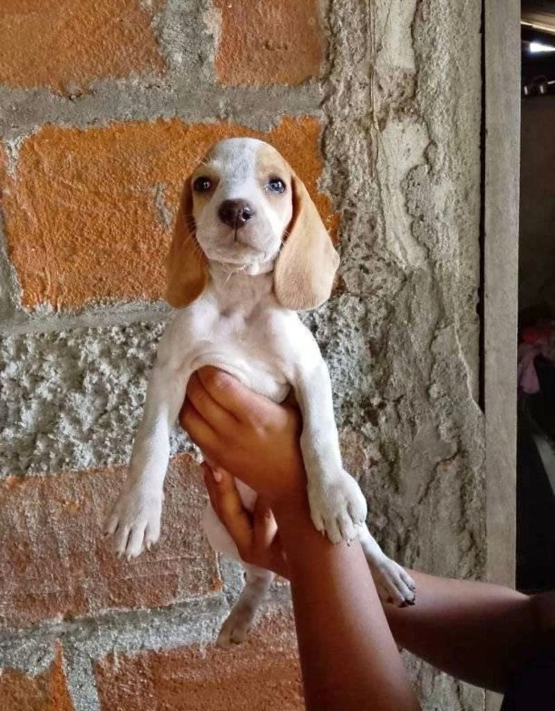 Cachorros Beagle