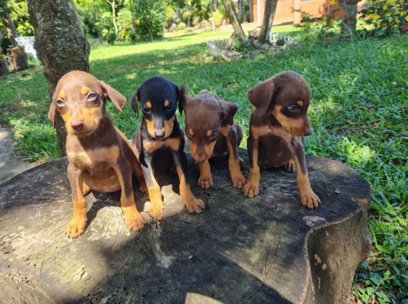 Cachorros Doberman